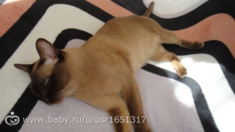 Кошачье одиночество