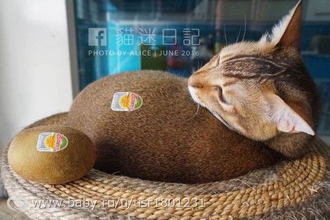 Когда твой кот немного киви
