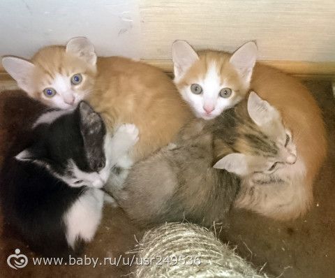 Котята в добрые руки. Москва