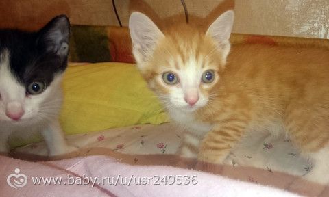 Котята в добрые руки. Москва