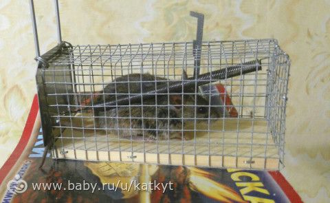 Мыши в частном доме