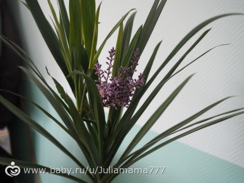 7 ЧУДЕС на … бэби.ру! )) Читай ...