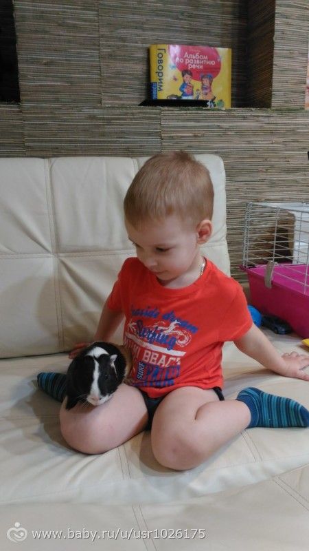 Подкинули свинью с фото