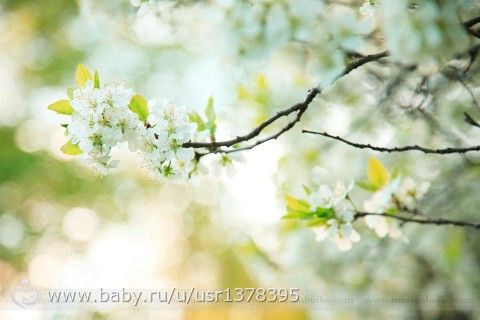 Приглашаю на фотосессию. Цветение в самом разгаре!