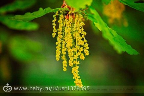 Приглашаю на фотосессию. Цветение в самом разгаре!