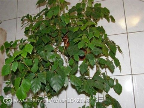 Сумма налога с подарками 35 Сумма налога с подарками 93