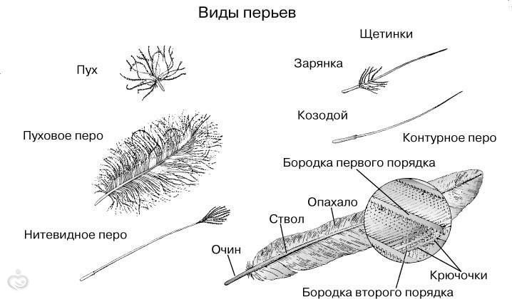 Черепицеобразное расположение контурных перьев на теле ТН Орнитологи. Задания форум Babyblog