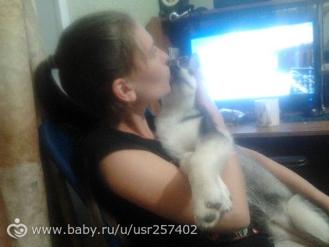 Наша красотка!!! Хаски))