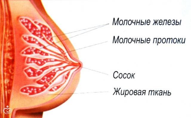 Почему болит грудь при беременности