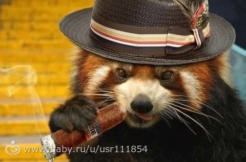 Мафочки ))