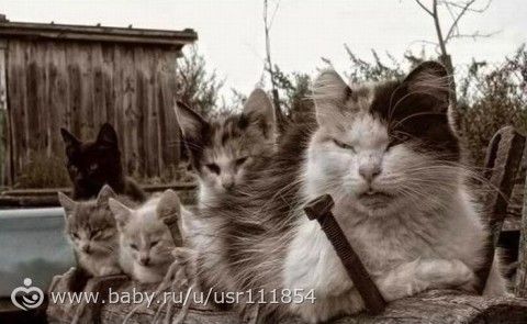 Мафочки ))