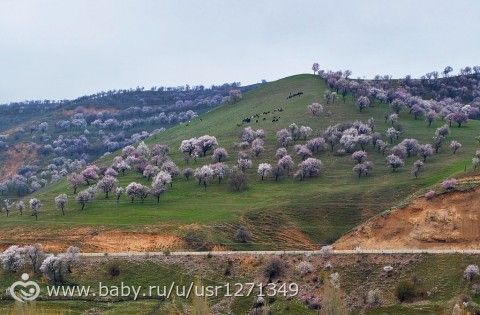 мой рай на земле))- мое детство в п. Чарвак (Узбекистан)